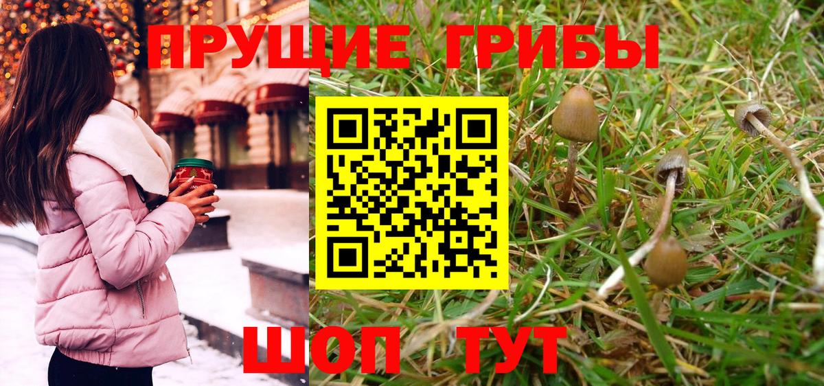 Павловский Посад  Псилоцибиновые грибы Psilocybe  Вход с VPN 